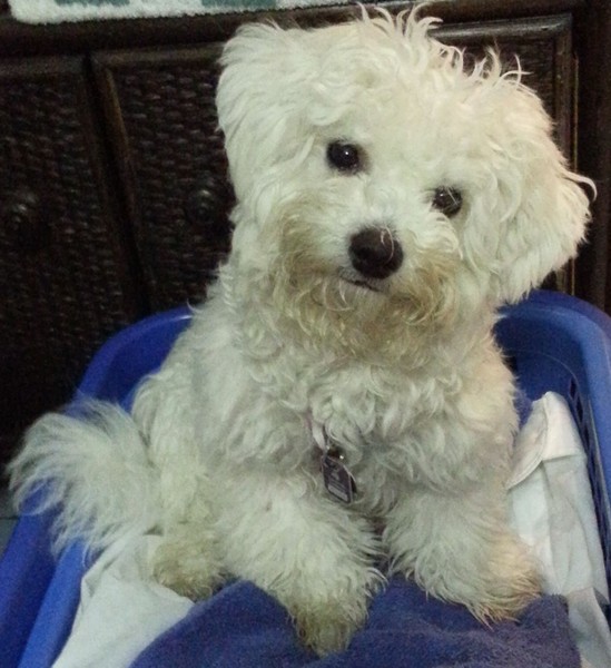 Homepage Oliver Flach Meine Hunde Rudi und Paula